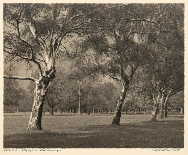 Birch Trees - Hagley Park - Christchurch
