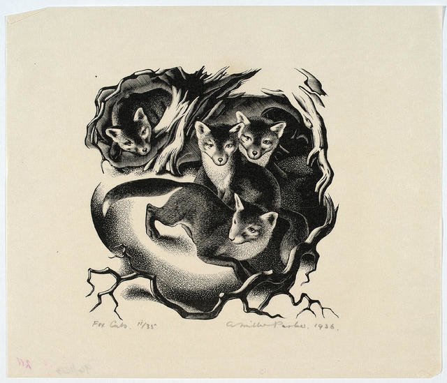 Fox Cubs