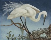 Kōtuku / White Heron