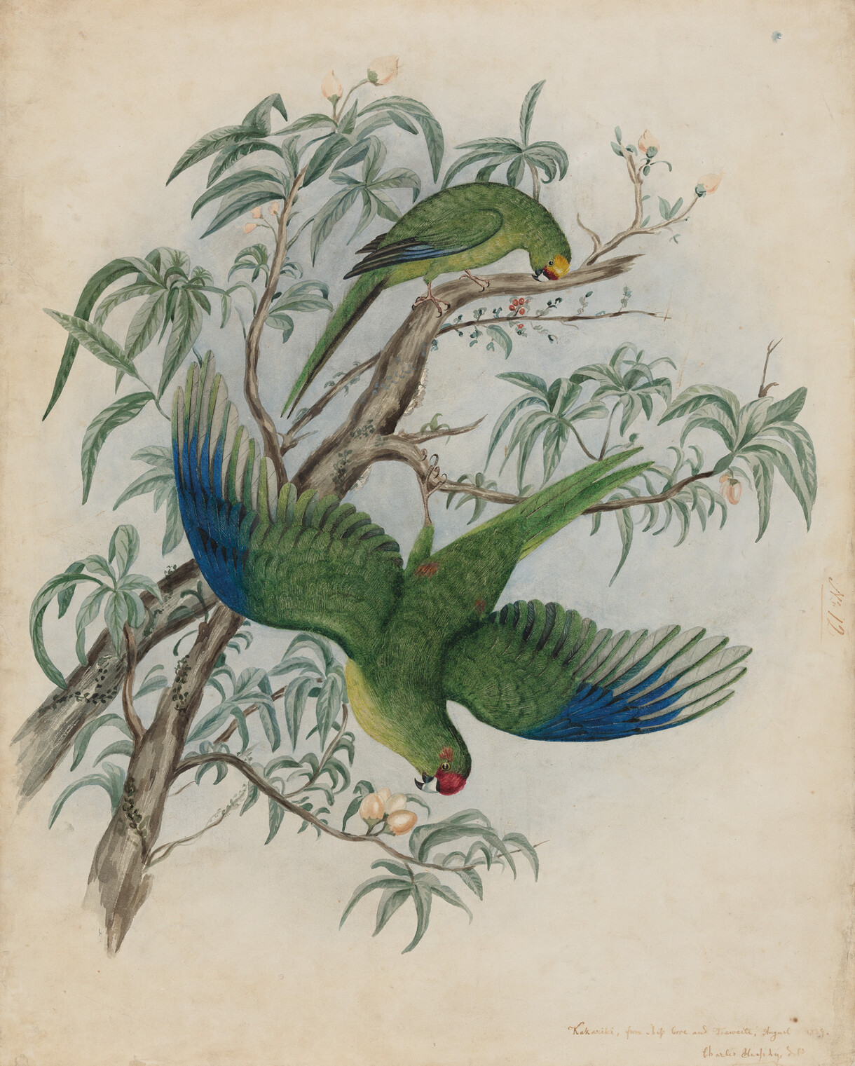 Kakariki, from Ship Cove and Teawaiti, August 1839 by Charles Heaphy