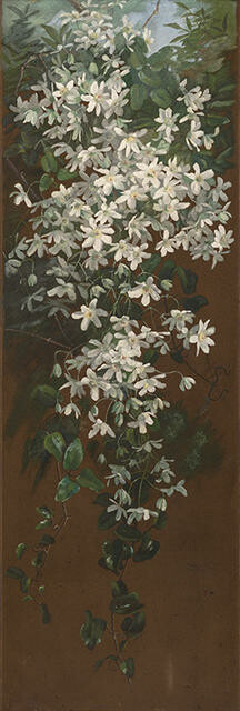 Clematis