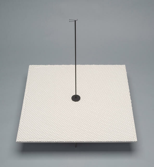 South Island stout-legged wren, Pachyplichas yaldwyni