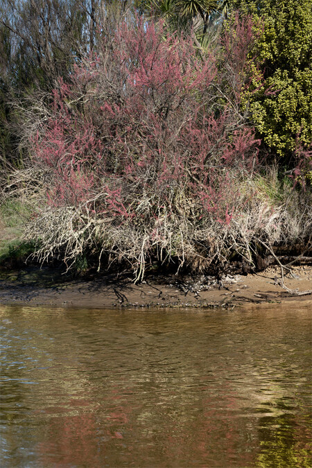 Anne Noble Taranaki Stream. Water quality and surrounding environment impacted by toxic farm runoff into a whanau inanga site 2023. Digital print, pigment on paper. Collection of Te Rūnanga o Ngāi Tahu