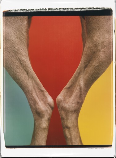 William Wegman Red Wine 1998. Colour Polaroid photograph. Courtesy the artist. © William Wegman