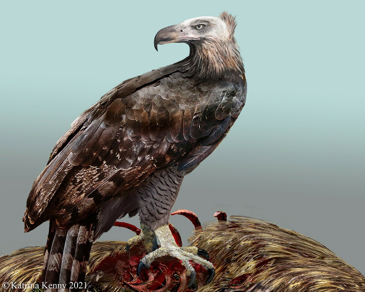 Bird Land Te Kāhui Manu: Ancient Raptors