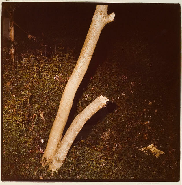 Tree/Wellington Street