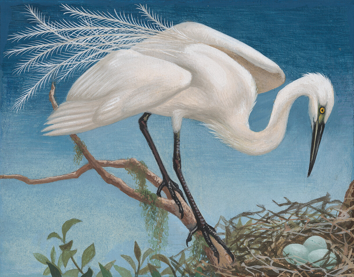 <p>Bird Land: Te Kāhui Manu</p>