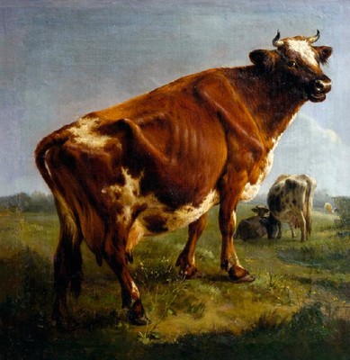 A cow, Balthazar Paul Ommeganck.