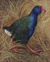 Takahē