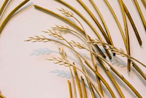 Composition with Grasses