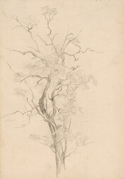 Tree Study