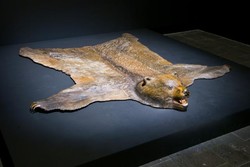 A Shot in the Dark (Bear Rug)