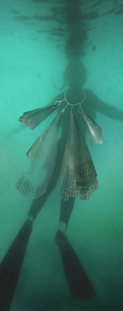 He Whai Tea – Skeleton