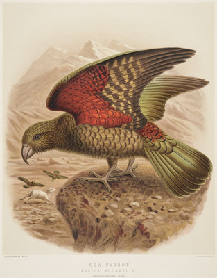 Johannes Gerardus Keulemans. Kea parrot, Nestor notabilis 1888. Lithograph. Purchased 2010 Collection Christchurch Art Gallery Te Puna o Waiwhetū.