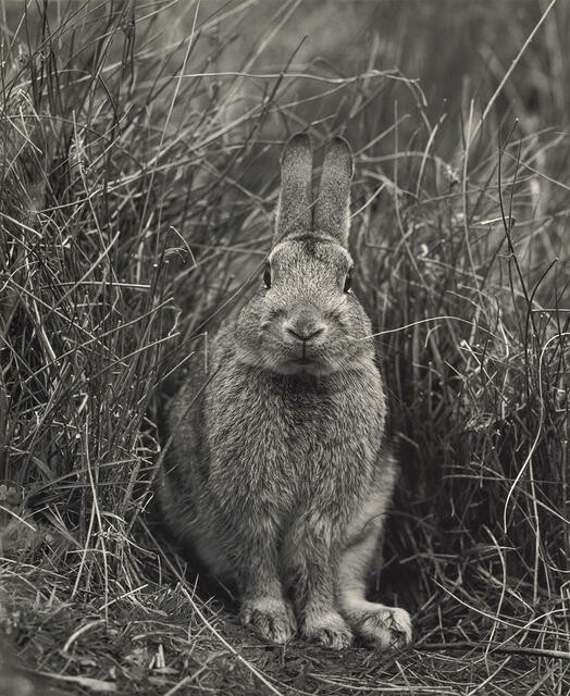 Rabbit, Captive, near Taita, 1968 ["And who are you?"]