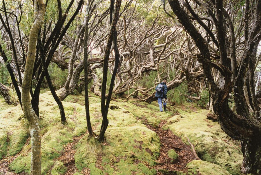 Denise Copland exploring the rātā kahere on Enderby Island, Subantarctic Auckland Islands, 1995