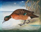 Pāteke / Brown Duck or Brown Teal