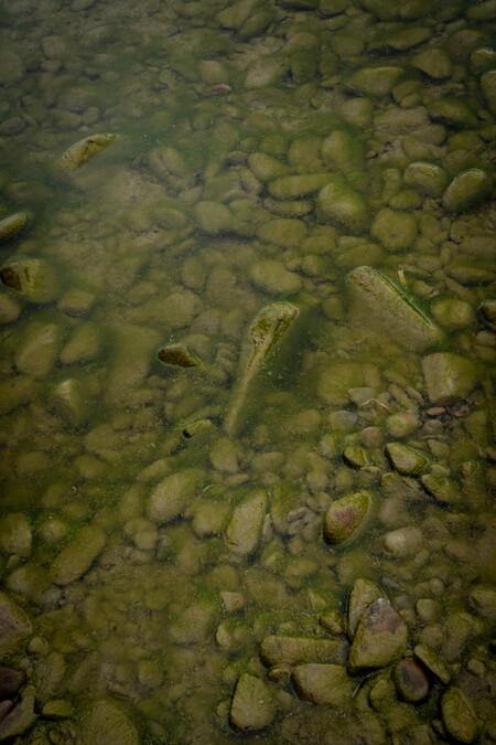 Anne Noble Waihao River, Toxic Algal bloom 2023. Digital print, pigment on paper. Collection of Te Rūnanga o Ngāi Tahu