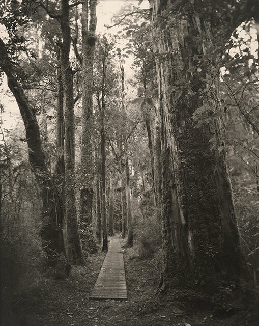 Board Walk, Dean Forest (Tōtara), Western Southland (after Wayne Barrar)
