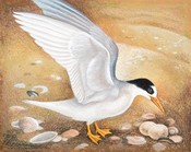 Tara Iti / Fairy Tern