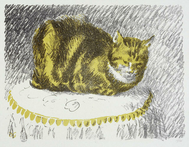 The Cat