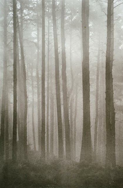 November in the Forest
