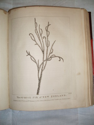 The Spruce Fir of New Zealand illustrated in James Cook, A Voyage Towards the South Pole and Round the World (London, 1777, 2 vols.). Collection Christchurch City Libraries Ngā Kete Wānanga-o-Ōtautahi