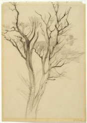 Tree Study (1)