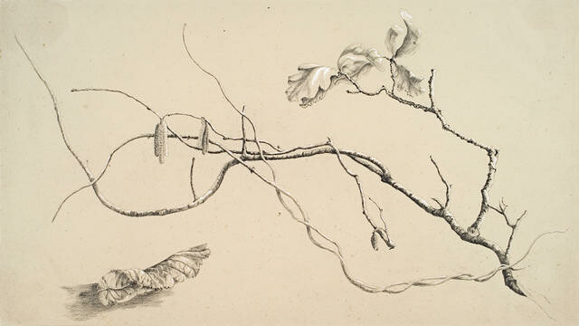 Branches, Leaves and Catkins