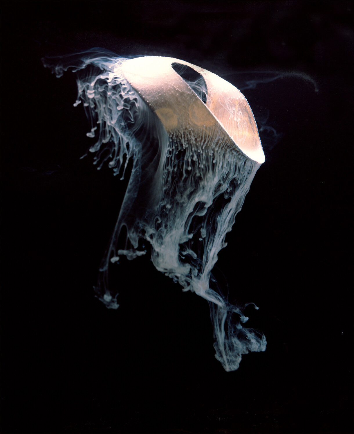 <p>Joyce Campbell: Flightdream</p>