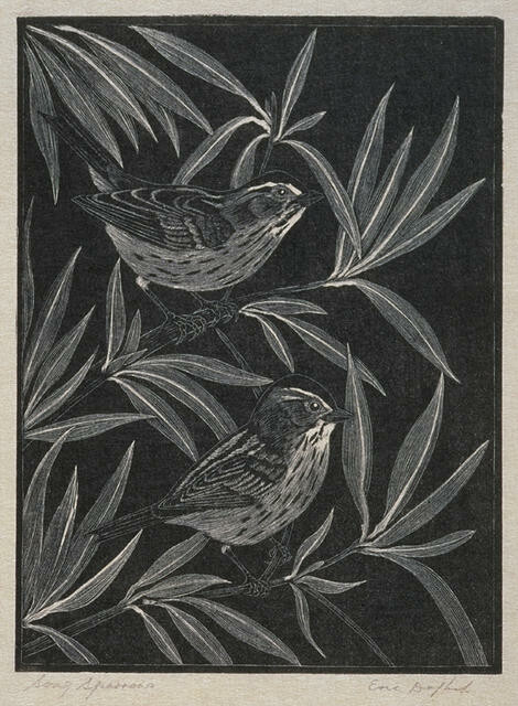Song Sparrows
