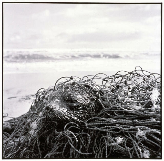 Fur seal pup in net, Chatham Island
