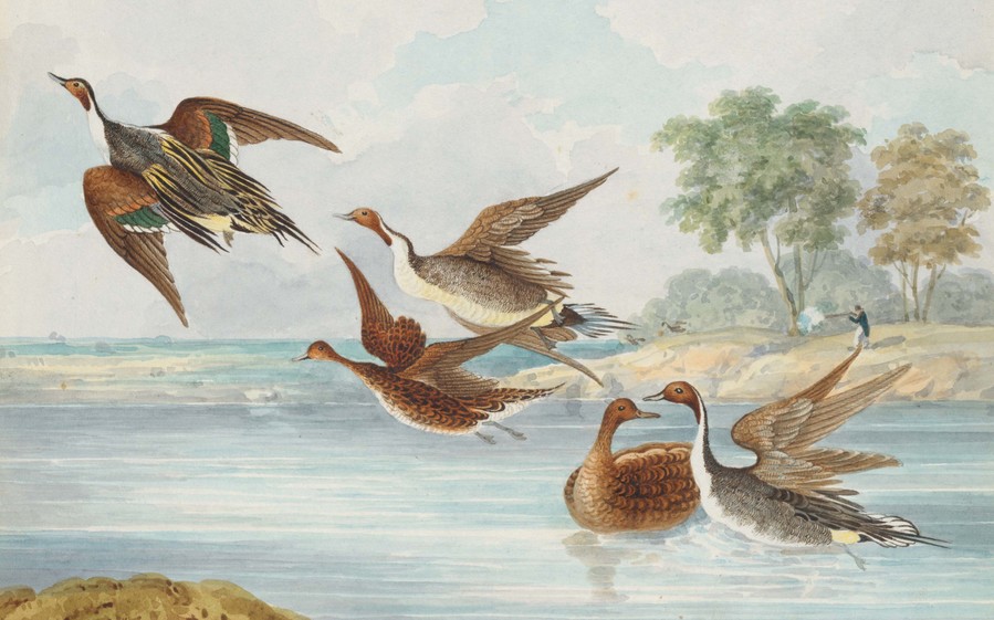 Elizabeth D’Oyly and Charles D’Oyly Pin-tailed Ducks (detail) 1826. Watercolour on paper. Private collection