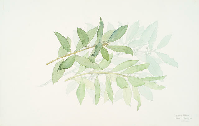 Laurus Nobilis, Rome, 11 Feb 1974