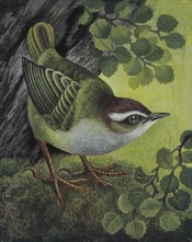 Mātuhituhi / Bush Wren