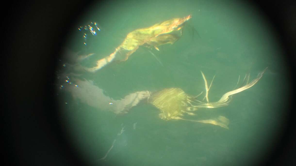 WHAKAWHITI Water Transfer