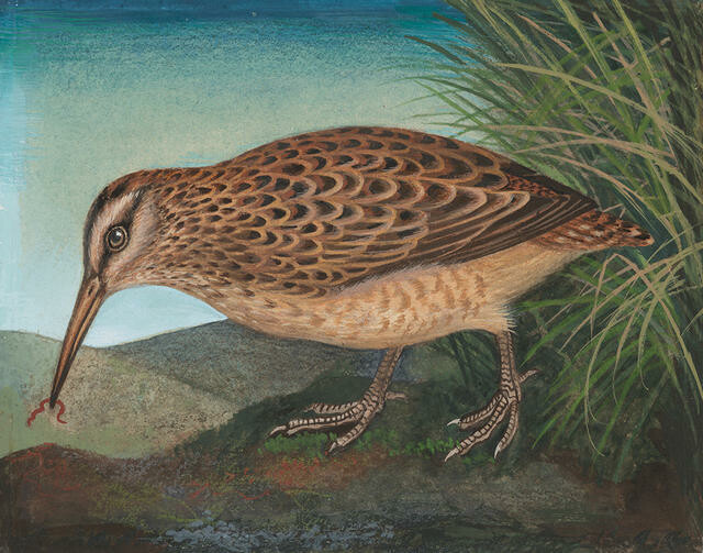 Tutukiwi / Subantarctic Snipe