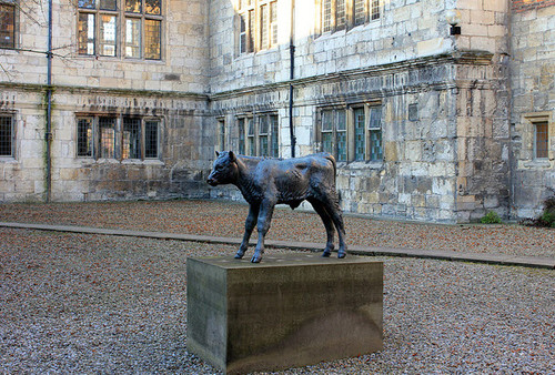 Sally Arnup Friesian calf Bronze. King's Manor, University of York