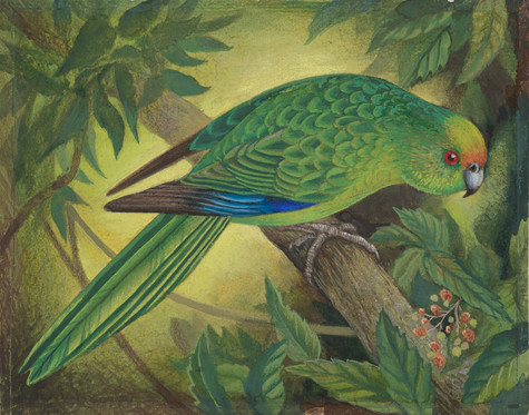 Eileen Mayo Kākāriki Karaka / Orange-fronted Parakeet 1976. Gouache and coloured pencil. Collection of Christchurch Art Gallery Te Puna o Waiwhetū, purchased 2005