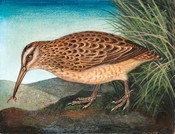 Tutukiwi / Subantarctic Snipe