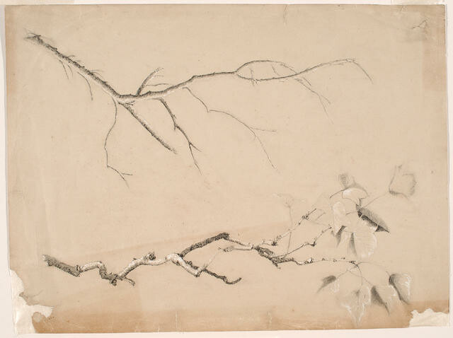 Branch And Foliage On Branch