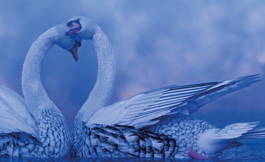 Hye Rim Lee Swan Lake (still) 2025. 3D animation. 3D generalist: Steven Stringer. Courtesy of the artist