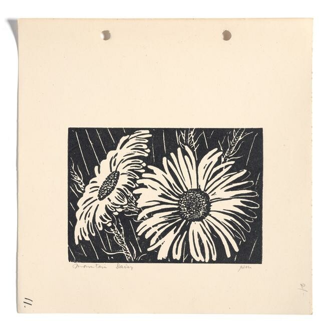   Mountain Daisy