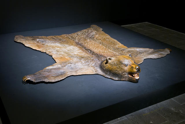 A Shot in the Dark (Bear Rug)