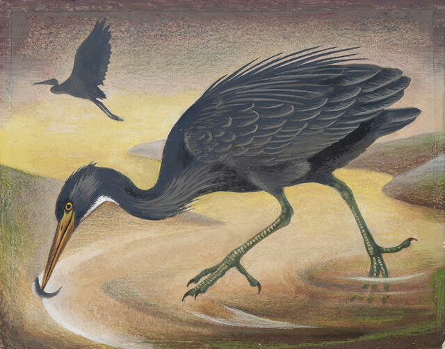 Matuku Moana / Reef Heron