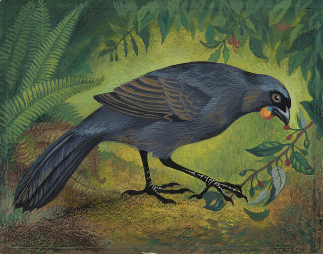 South Island Kōkako