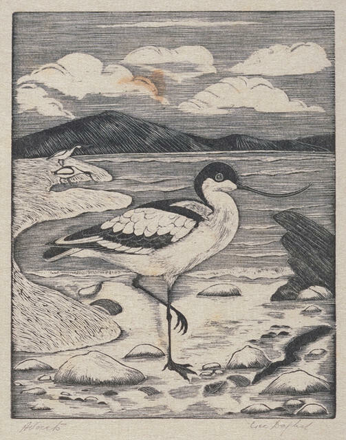 Avocets
