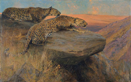Hill Leopards
