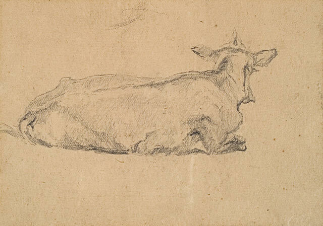 Sketchbook Study Of A Cow