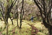 Beneath the Canopy